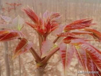 南北方苗木网（北方苗木直卖网）