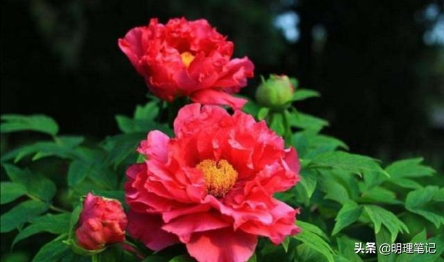 花图片大全唯美（花图片大全唯美大图）