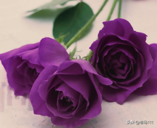 紫玫瑰花语大全（紫玫瑰花寓意）
