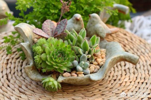 最适合放在卧室的植物第一名