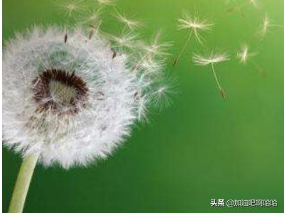 植物怎么传播种子的（植物怎么传播种子的资料）