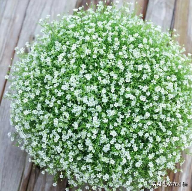 送鲜花给老师送什么花（送老师鲜花应该送什么）