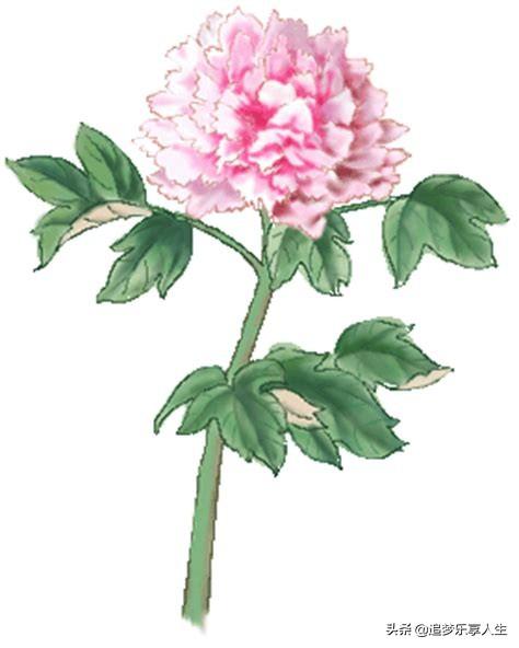 十大高档名花（十大高档名花排行榜）