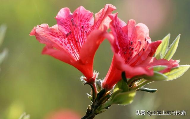 杜鹃花养护方法（杜鹃花养护方法教学）