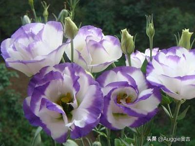 洋桔梗的花语是什么（洋桔梗的花语是什么,象征了什么）