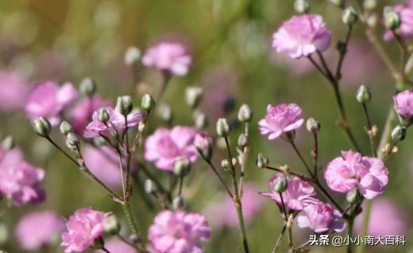 满天星配玫瑰花语和寓意（满天星配玫瑰的花语）