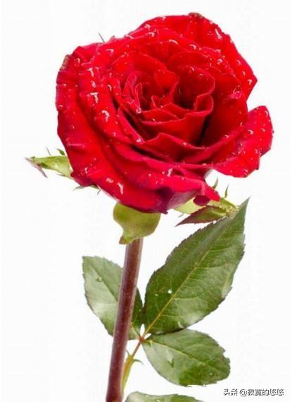 玫瑰送20朵的含义（玫瑰花送22朵代表什么）