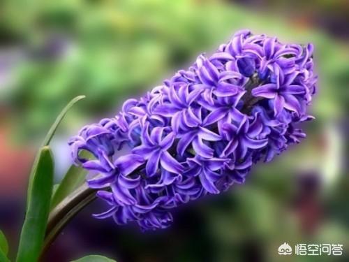 十二种春天常见的花（十二种春天常见的花的形容）