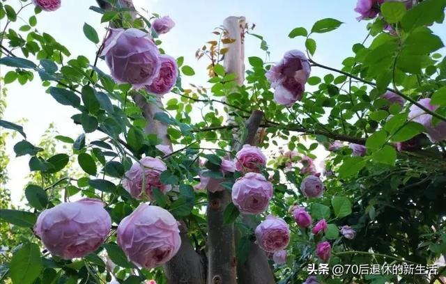 月季花品种大全（月季花品种大全图解）