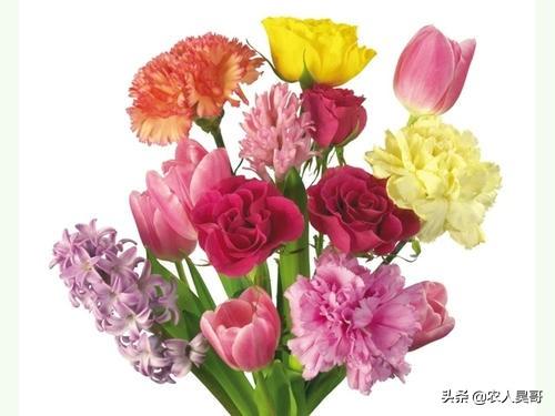 母亲节送康乃馨（母亲节送康乃馨的来历）