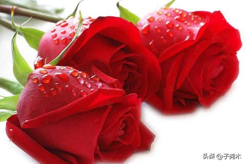 100种常见花卉名称（20000种植物大全图片）