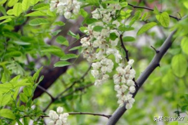 香花槐图片(香花槐简介)