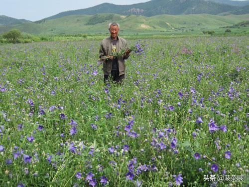 自贡鲜花速递（自贡鲜花预订）