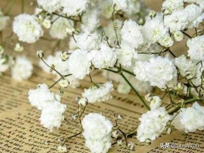 满天星怎么养护（满天星怎么养护视频）