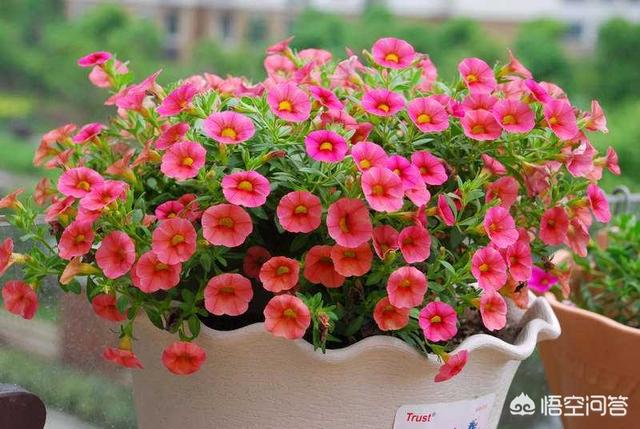 在室内最好养的花草有哪些品种