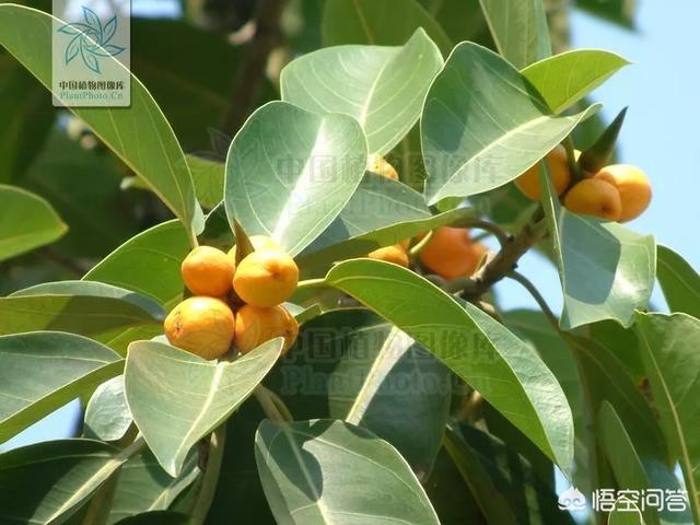 中国植物图像库官网（中国植物志官网入口）