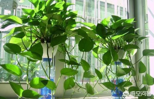 家庭养花什么花最好养（最旺人的三种花）