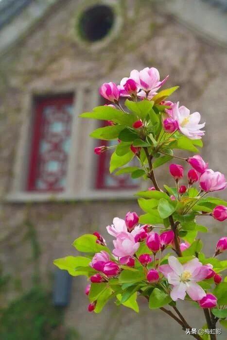 海棠花长什么样子图片（海棠花是什么样的）