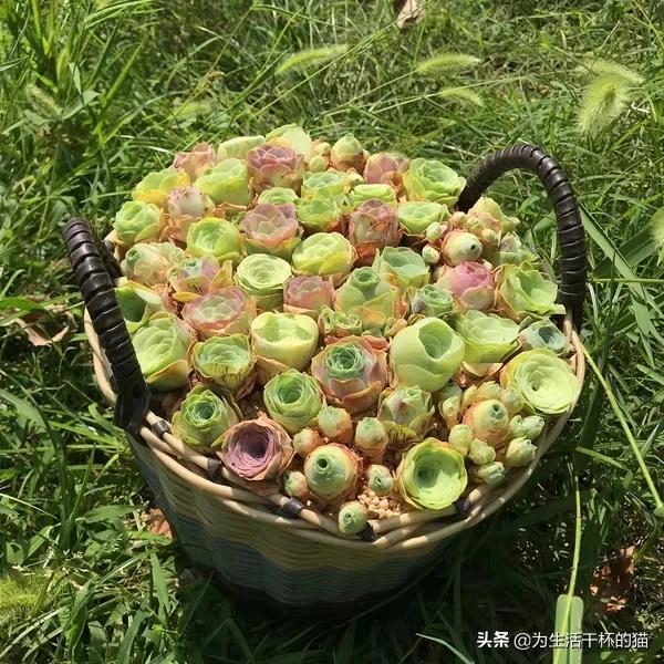 爱上鲜花网（爱尚鲜花网）