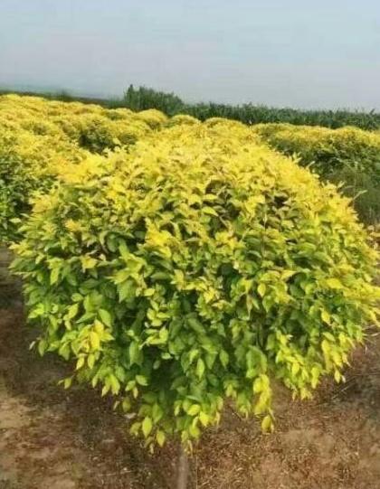 百慕大和马尼拉草坪哪个好（百慕大草坪与马尼拉草坪各有什么优缺点）