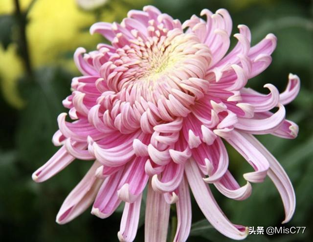 哪种菊花是送给死人的（送给死人的是什么菊花）