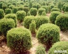 未来10大暴利种植树木（农村栽什么树最赚钱）