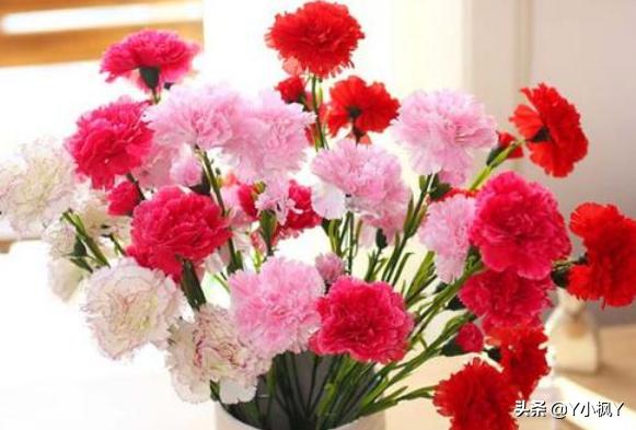 母亲节鲜花送什么（母亲节送母亲的鲜花）