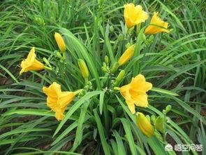 金娃娃萱草（金娃娃萱草是黄花菜吗）