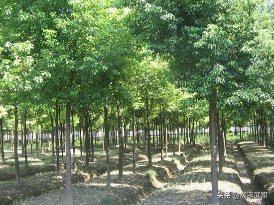 树苗网络平台销售免费（树苗网络平台销售免费产品）