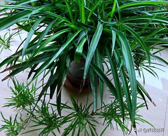 吊兰怎么养（吊兰怎么养护）