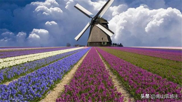 薰衣草长什么样子（薰衣草长什么样子,要怎么形容）