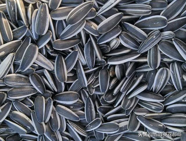 向日葵靠什么传播种子的方法