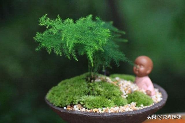 7种适合卧室养的植物（7种适合卧室养的植物有哪些）