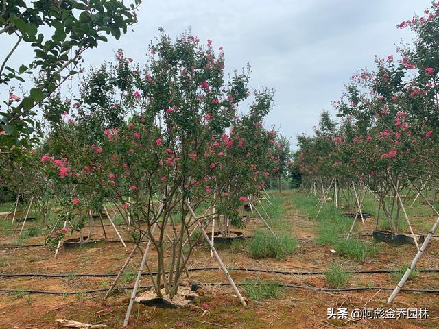 树苗（树苗采购合同范本）