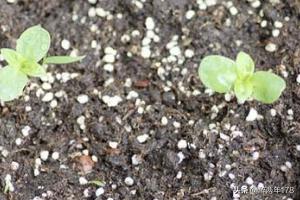 满天星怎么养殖方法（满天星怎么养殖方法和注意事项）