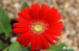 适合送男生的花（适合送男生的花几朵比较好）