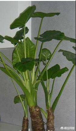 花卉大全名字（花卉名字有哪些）