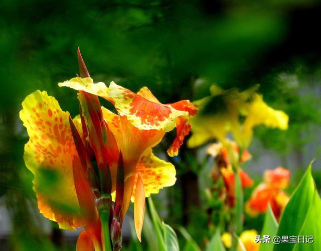 大花美人蕉图片（大花美人蕉的功效与作用）