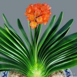 康乃馨唯美意境图片（康乃馨唯美意境图片高清）