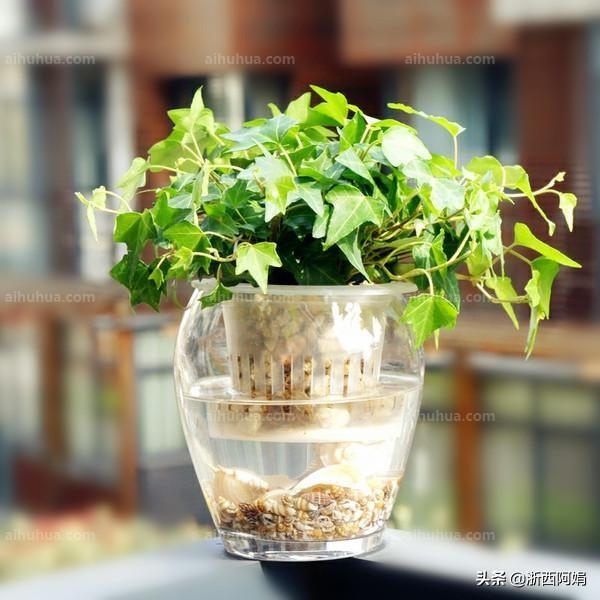 不需要阳光又好养的花（完全不需要阳光的花）