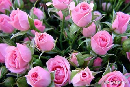 玫瑰花朵数量的寓意（玫瑰花数量的花语是什么）