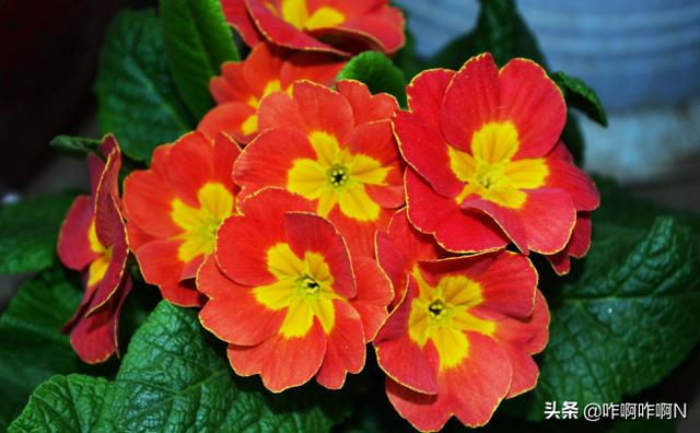 春天开的花有什么（春天开的花有什么最常见的）