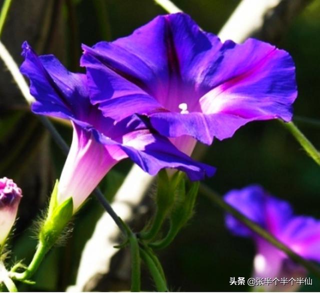 适合一年四季做篱笆墙的植物