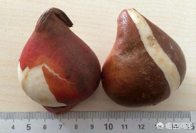 郁金香一年开几次花（郁金香一年开几次花,第二年还开吗）