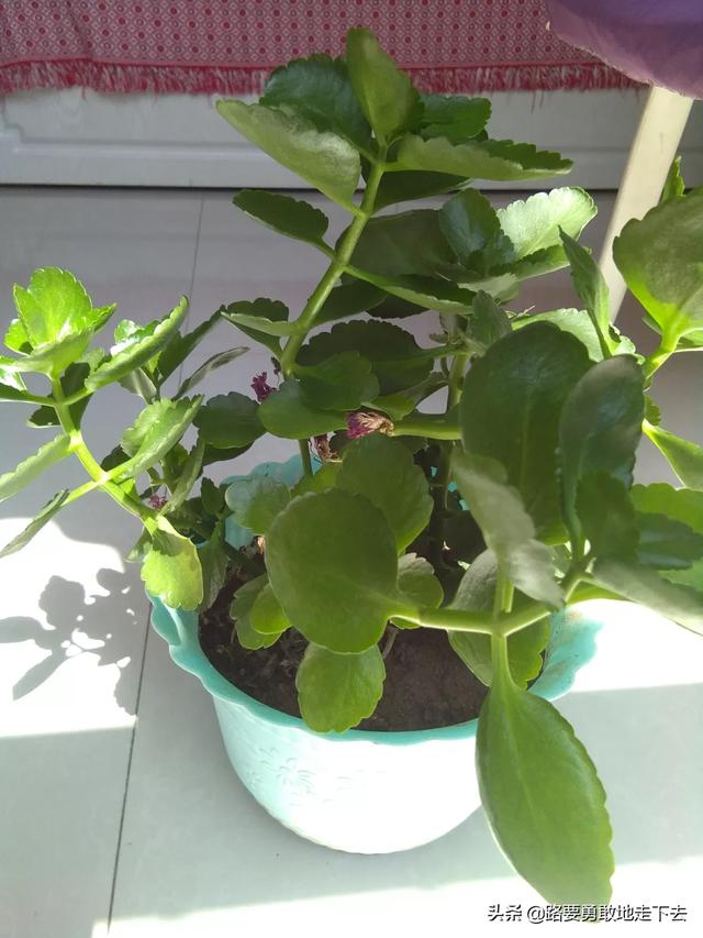 家庭盆栽植物大全图片_家庭盆栽摆放效果图