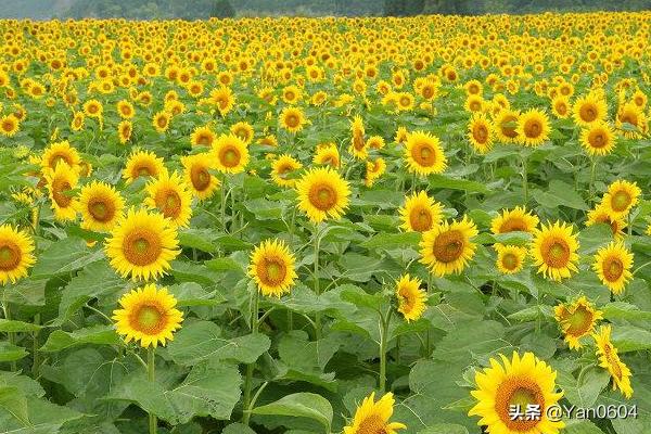 向日葵的含义和象征_向日葵的含义和象征意义