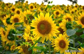 太阳花语象征与寓意_太阳 花语