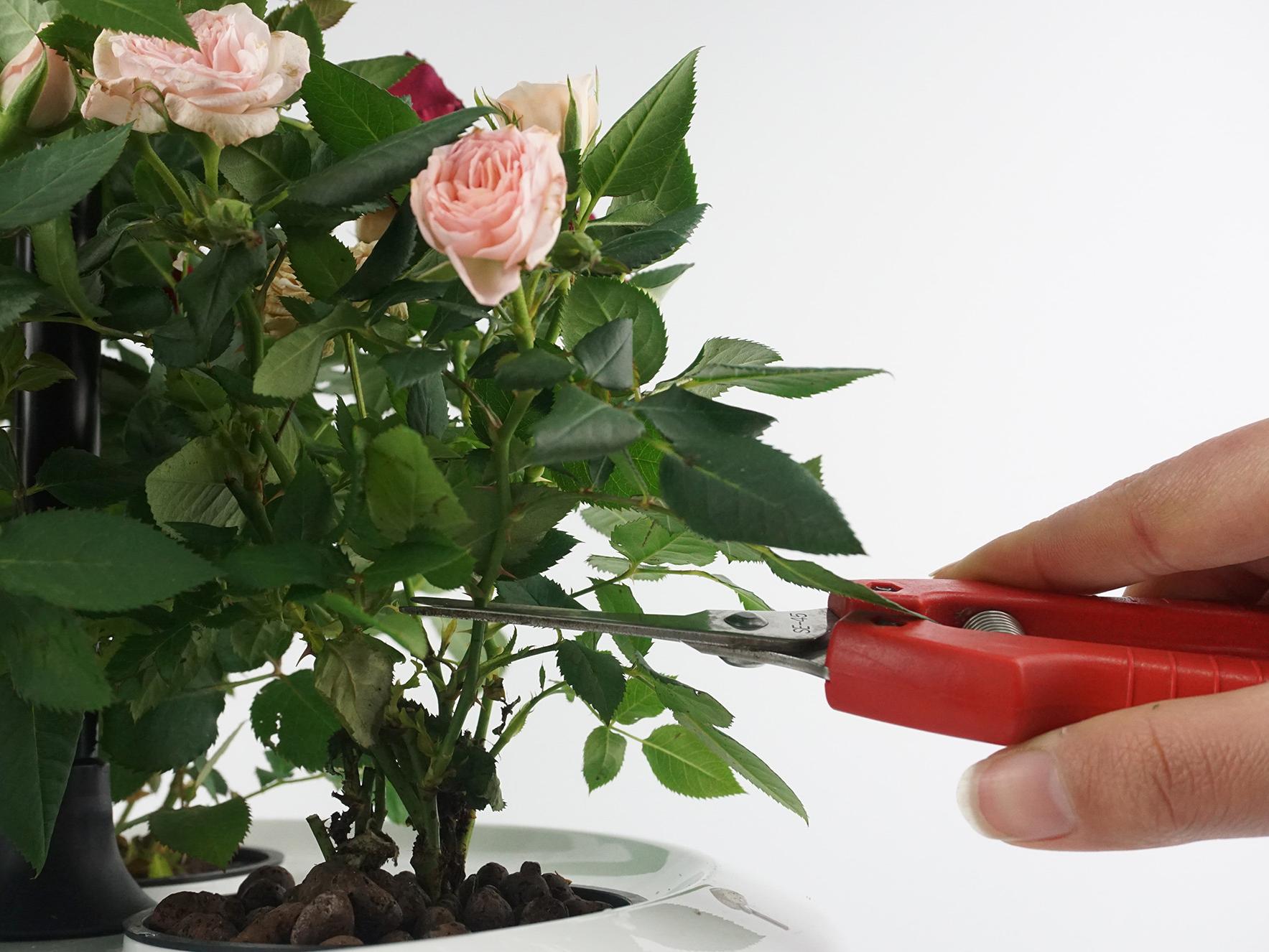 玫瑰花怎么修剪_玫瑰花怎么修剪枝丫避开花枝