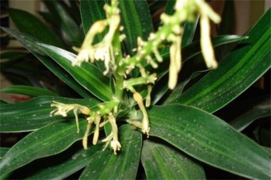 凤尾竹的寓意_凤尾竹绿植寓意