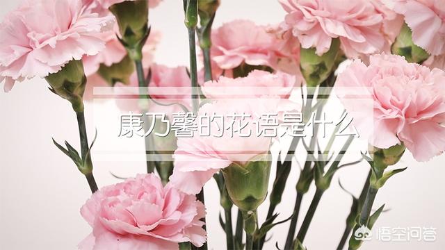 康乃馨的花语寓意（康乃馨代表的花语）